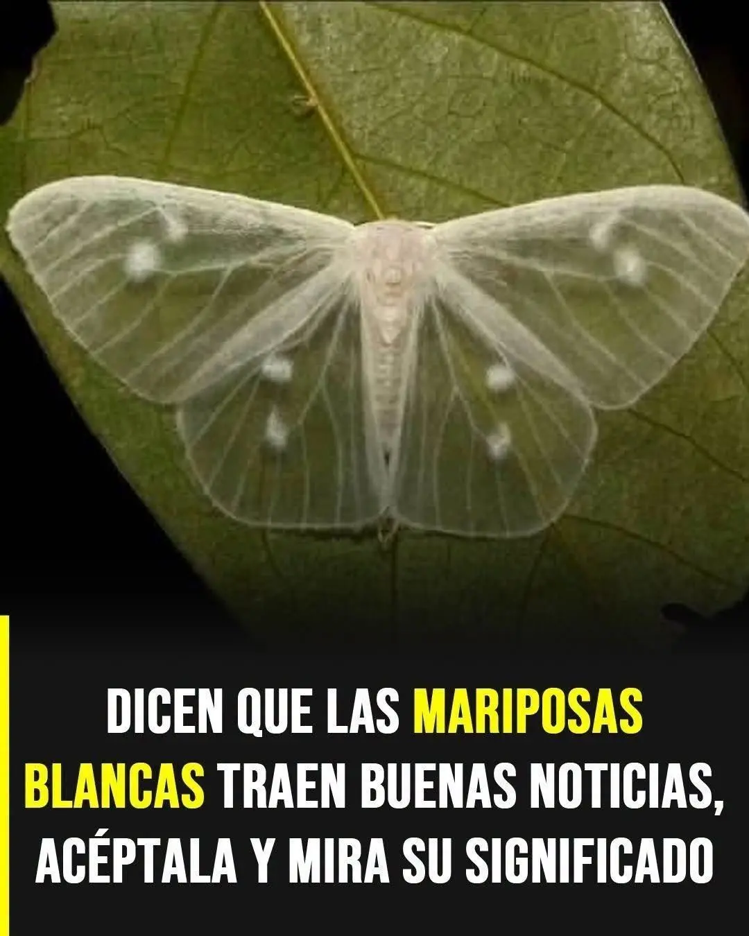 Significado mariposa blanca: simbolismo y creencias