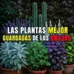 7 plantas prohibidas para tener en casa