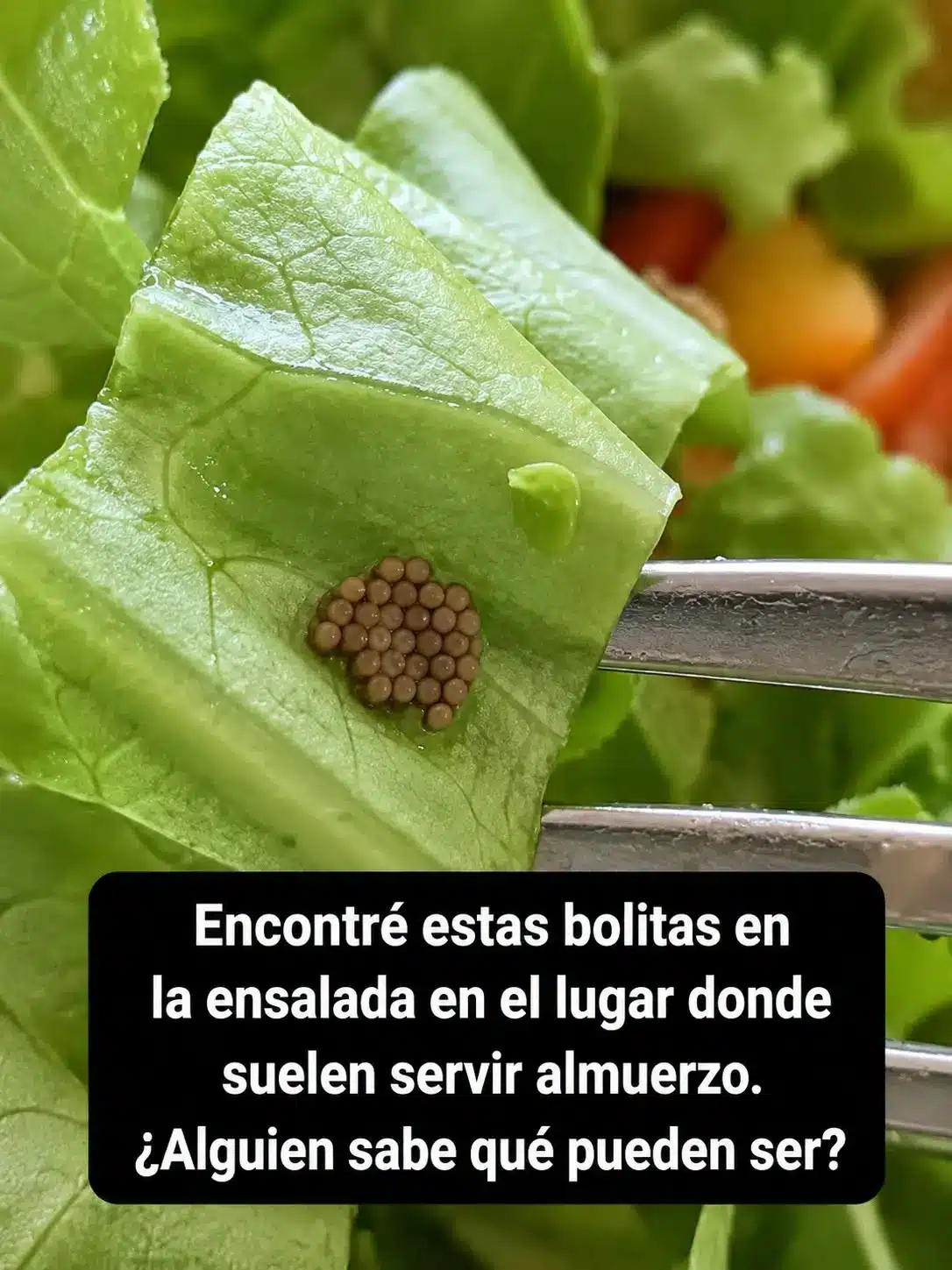 Quinoa misteriosa: Descubren algo inesperado en grano