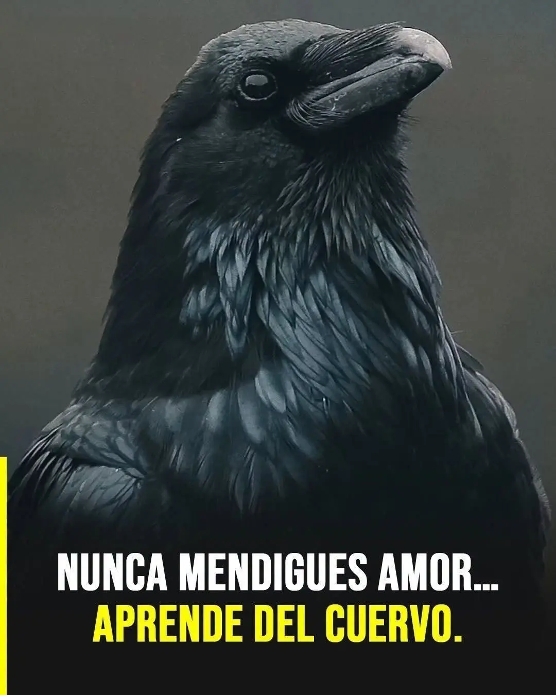 Aprende del cuervo: por qué no mendigar amor 2 Aprende del cuervo: por qué no mendigar amor