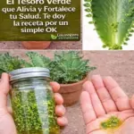 Kalanchoe: Beneficios y Recetas para tu Salud
