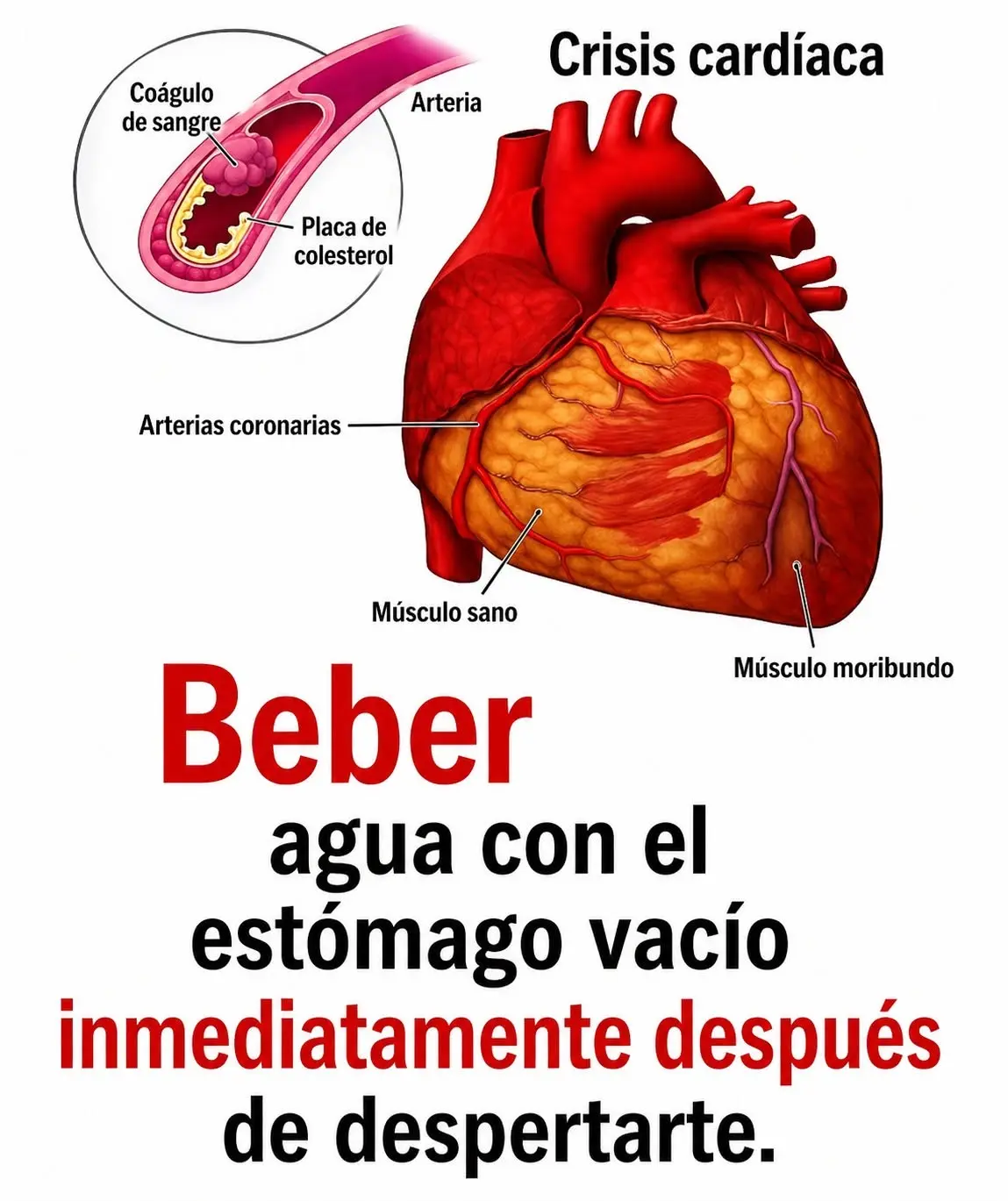 Beneficios de beber agua en ayunas diariamente 2 Beneficios de beber agua en ayunas diariamente