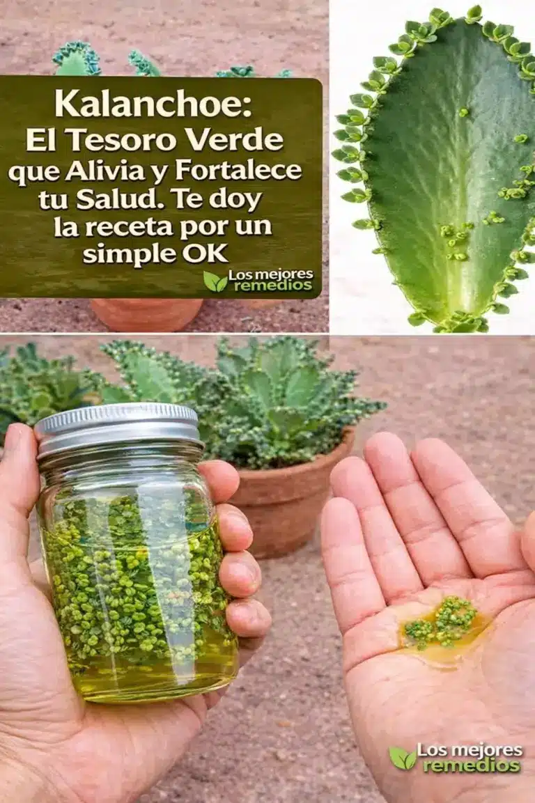 Beneficios del kalanchoe y cómo usarlo correctamente