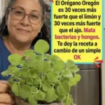 Beneficios y propiedades del Orégano de Oregón 6 Beneficios y propiedades del Orégano de Oregón
