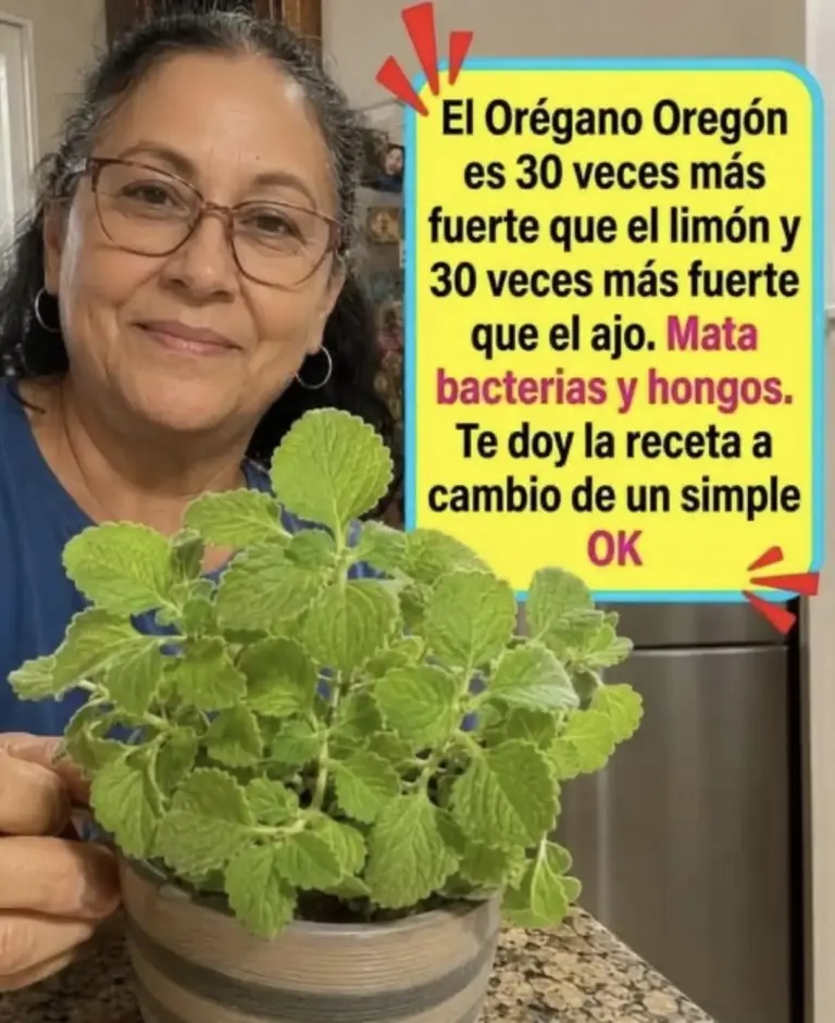 Beneficios y propiedades del Orégano de Oregón
