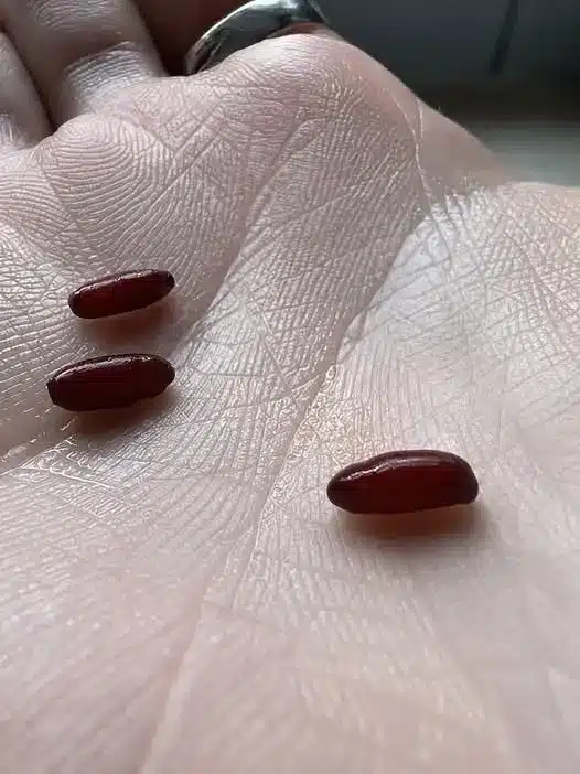 Cómo identificar insectos extraños en tu cama
