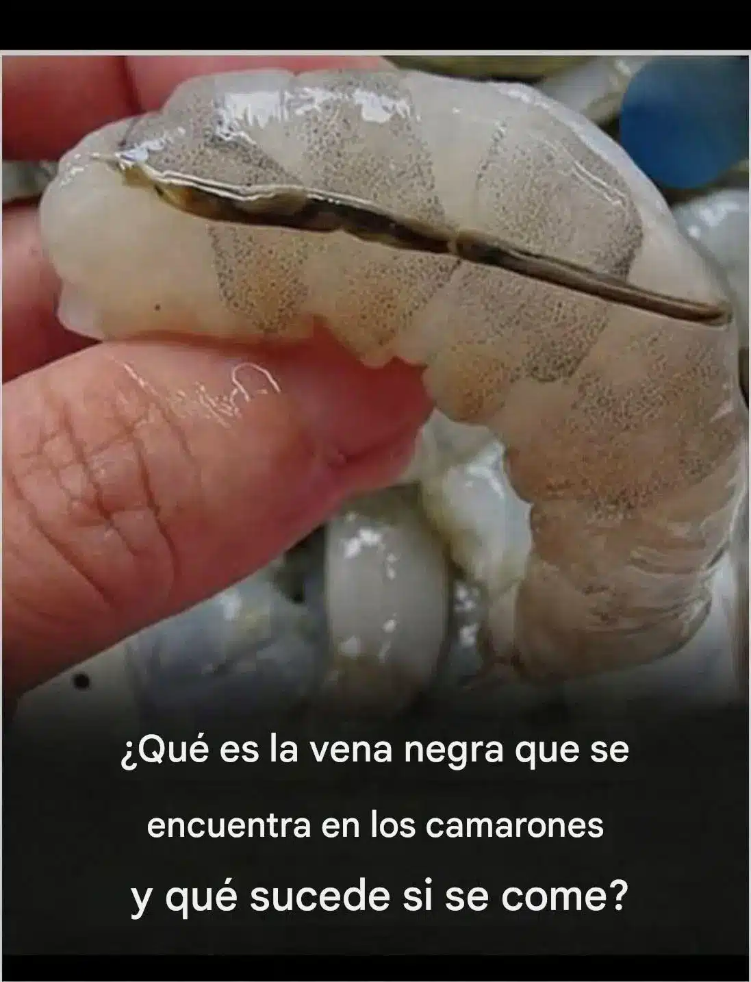 Qué es la vena negra de los camarones