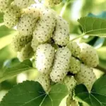 Guía para identificar frutas desconocidas fácilmente