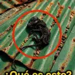 Descubrí algo extraño en mi techo ¿qué es?