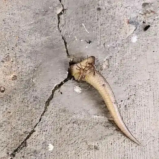 El aterrador descubrimiento dentro de mi pared