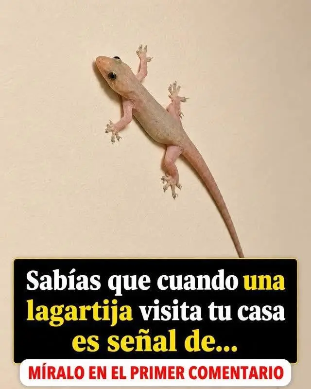 Qué significa que una lagartija visite tu casa